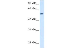 WB Suggested Anti-exd Antibody Titration:  5. (EXD (C-Term) 抗体)