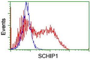 HEK293T cells transfected with either RC206269 overexpress plasmid (Red) or empty vector control plasmid (Blue) were immunostained by anti-SCHIP1 antibody (ABIN2455665), and then analyzed by flow cytometry. (SCHIP1 抗体)