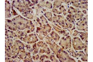 IHC image of ABIN7153159 diluted at 1:400 and staining in paraffin-embedded human pancreatic tissue performed on a Leica BondTM system. (FFAR1 抗体  (AA 143-178))