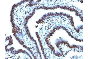 Immunohistochemistry (IHC) image for anti-Histone H1 antibody (ABIN6939594)