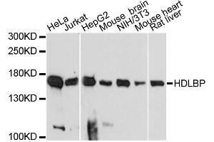 Western blot analysis of extracts of various cell lines, using HDLBP antibody. (HDLBP 抗体)
