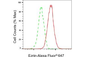 Flow cytometric analysis of Ezrin expression in HAP-1 cells using Ezrin antibody (ABIN7798552), 1:2,000). (Recombinant Ezrin 抗体)