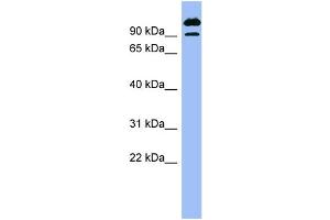 WB Suggested Anti-SCYL3  Antibody Titration: 0. (SCYL3 抗体  (N-Term))