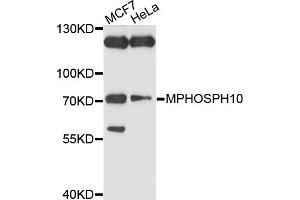 Western blot analysis of extracts of various cell lines, using MPHOSPH10 antibody (ABIN4904408) at 1:1000 dilution.