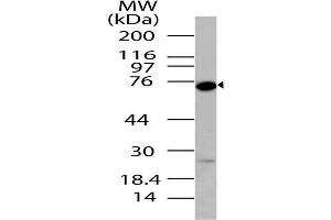 Image no. 1 for anti-DEAD Box Protein 4 (DDX4) (AA 500-724) antibody (ABIN5027140) (DDX4 抗体  (AA 500-724))