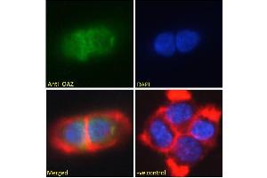 ABIN308409 Immunofluorescence analysis of paraformaldehyde fixed A431 cells, permeabilized with 0.