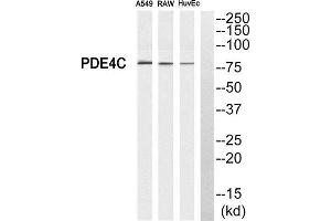 Western Blotting (WB) image for anti-phosphodiesterase 4C, CAMP-Specific (PDE4C) (Internal Region) antibody (ABIN1850976) (PDE4C 抗体  (Internal Region))