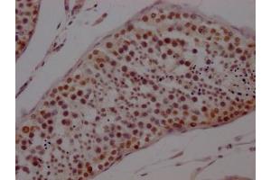IHC image of ABIN7127781 diluted at 1:100 and staining in paraffin-embedded human testis tissue performed on a Leica BondTM system. (Recombinant PTBP1 抗体)