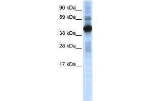 WB Suggested Anti-CREB1 Antibody Titration:  0. (CREB1 抗体  (N-Term))