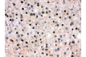 IHC testing of frozen mouse liver tissue with RBBP4 antibody. (RBBP4 / RbAp48 / NURF55 抗体)