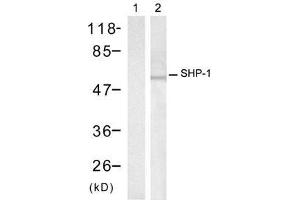 Western blot analysis of extracts from Raw264. (SHP1 抗体)