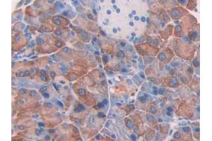 DAB staining on IHC-P; Samples: Mouse Pancreas Tissue (Thrombospondin 2 抗体  (AA 968-1170))