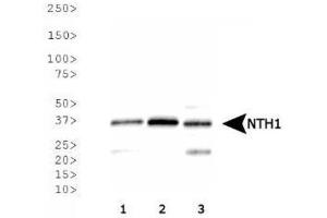 Image no. 3 for anti-Nth Endonuclease III-Like 1 (NTHL1) antibody (ABIN363381) (Nth Endonuclease III-Like 1 (NTHL1) 抗体)