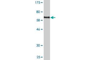 Western Blot detection against Immunogen (74. (PDIA6 抗体)