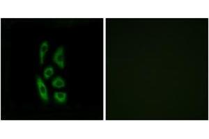 Immunofluorescence analysis of A549 cells, using ACOT12 Antibody. (ACOT12 抗体  (AA 281-330))