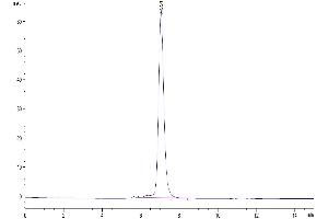 Size-exclusion chromatography-High Pressure Liquid Chromatography (SEC-HPLC) image for Killer Cell Lectin-Like Receptor Subfamily G, Member 1 (KLRG1) (AA 57-188) protein (Fc Tag) (ABIN7275100)