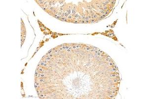 Immunohistochemistry of paraffin embedded rat testis using erf1 (ABIN7073895) at dilution of 1: 2400 (400x lens) (ETF1 抗体)