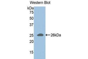 Western Blotting (WB) image for anti-ADAM Metallopeptidase with Thrombospondin Type 1 Motif, 1 (ADAMTS1) (AA 258-467) antibody (ABIN1857895) (ADAMTS1 抗体  (AA 258-467))