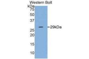 Western Blotting (WB) image for anti-Interleukin 12 alpha (IL12A) (AA 23-219) antibody (ABIN3209532) (IL12A 抗体  (AA 23-219))