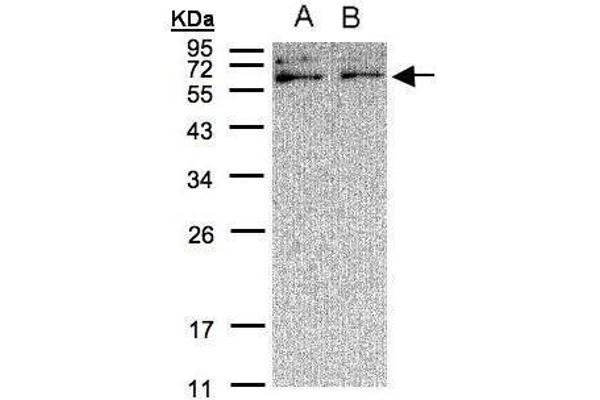 XYLB 抗体  (C-Term)