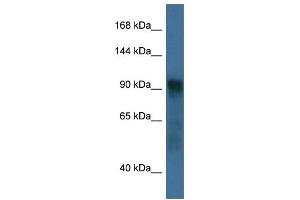 WB Suggested Anti-Atg9a Antibody Titration: 1. (ATG9A 抗体  (C-Term))