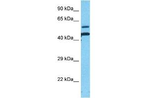 Western Blotting (WB) image for anti-Actin, beta (ACTB) (Middle Region) antibody (ABIN2778644)