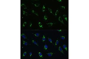 Immunofluorescence (IF) image for anti-ATP Synthase, H+ Transporting, Mitochondrial F0 Complex, Subunit E (ATP5I) (AA 1-69) antibody (ABIN7265720)