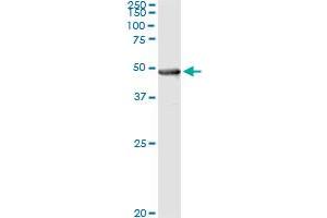 Immunoprecipitation of PIPOX transfected lysate using anti-PIPOX monoclonal antibody and Protein A Magnetic Bead , and immunoblotted with PIPOX MaxPab rabbit polyclonal antibody. (PIPOX 抗体  (AA 292-384))