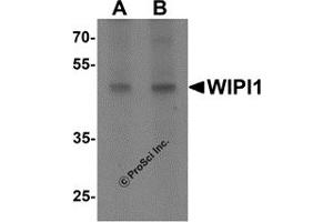 Western Blotting (WB) image for anti-WD Repeat Domain, phosphoinositide Interacting 1 (WIPI1) (C-Term) antibody (ABIN1077376) (WIPI1 抗体  (C-Term))