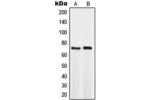 Western blot analysis of TCF3 expression in HeLa (A), BYDP (B) whole cell lysates. (TCF3 抗体  (C-Term))