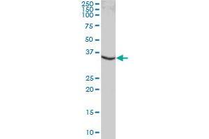 HLA-DRB3 MaxPab polyclonal antibody. (HLA-DRB3 抗体  (AA 1-266))