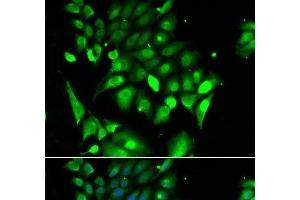 Immunofluorescence analysis of HeLa cells using BHLHE40 Polyclonal Antibody (BHLHE40 抗体)
