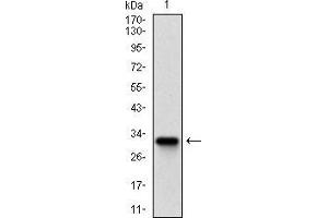Western Blotting (WB) image for anti-Zinc Finger Protein 42 (ZFP42) (AA 249-310) antibody (ABIN1724852)