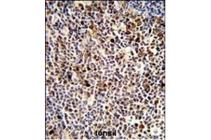 Formalin-fixed and paraffin-embedded human tonsil reacted with KIR3DL3 Antibody (Center), which was peroxidase-conjugated to the secondary antibody, followed by DAB staining. (KIR3DL3 抗体  (AA 132-158))