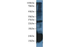 Western Blot; Sample: Rat Spleen lysate; Primary Ab: 2µg/ml Rabbit Anti-Rat CSTB Antibody Second Ab: 0. (CSTB 抗体  (AA 2-98))