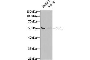 Western blot analysis of extracts of various cell lines, using SGCE antibody. (SGCE 抗体)