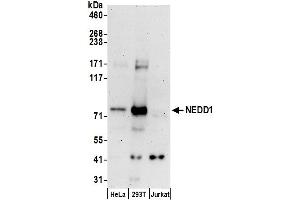 Western Blotting (WB) image for anti-Neural Precursor Cell Expressed, Developmentally Down-Regulated 1 (NEDD1) (AA 400-450) antibody (ABIN7453139)