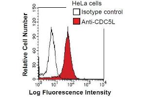HeLa cells were fixed in 2% paraformaldehyde/PBS and then permeabilized in 90% methanol. (CDC5L 抗体)