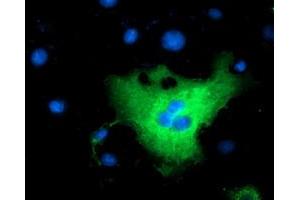 Anti-L1CAM mouse monoclonal antibody (ABIN2453223) immunofluorescent staining of COS7 cells transiently transfected by pCMV6-ENTRY L1CAM (RC211601). (L1CAM 抗体)