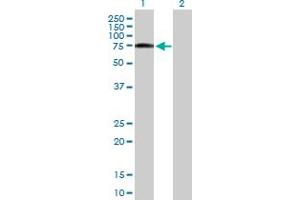 Western Blot analysis of ZYX expression in transfected 293T cell line by ZYX MaxPab polyclonal antibody. (ZYX 抗体  (AA 1-572))