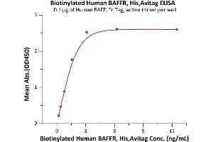 Immobilized Human BAFF, Fc Tag, active trimer (ABIN6972950) at 1 μg/mL (100 μL/well) can bind Biotinylated Human BAFFR, His,Avitag (ABIN6972952) with a linear range of 0. (TNFRSF13C Protein (AA 7-71) (His tag,AVI tag,Biotin))