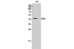 Western Blotting (WB) image for anti-Advanced Glycosylation End Product-Specific Receptor (AGER) (Internal Region) antibody (ABIN3186680) (RAGE 抗体  (Internal Region))
