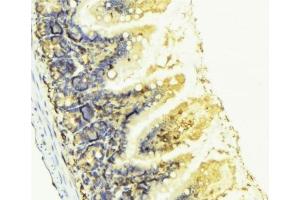 ABIN6276807 at 1/100 staining Mouse colon tissue by IHC-P. (KNG1 抗体  (N-Term))