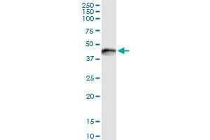 Immunoprecipitation of SERPINE1 transfected lysate using anti-SERPINE1 MaxPab rabbit polyclonal antibody and Protein A Magnetic Bead , and immunoblotted with SERPINE1 purified MaxPab mouse polyclonal antibody (B01P) . (PAI1 抗体  (AA 1-402))