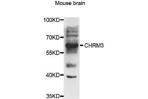 Western blot analysis of extracts of mouse brian, using CHRM3 antibody. (CHRM3 抗体)