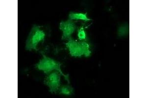 Anti-HSPB8 mouse monoclonal antibody (ABIN2453824) immunofluorescent staining of COS7 cells transiently transfected by pCMV6-ENTRY HSPB8 (RC201040). (HSPB8 抗体)