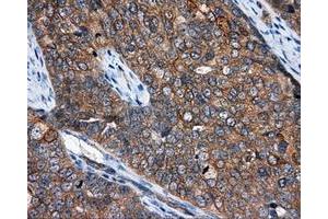 Immunohistochemistry (IHC) image for anti-NME/NM23 Nucleoside Diphosphate Kinase 4 (NME4) antibody (ABIN1499775) (NME4 抗体)