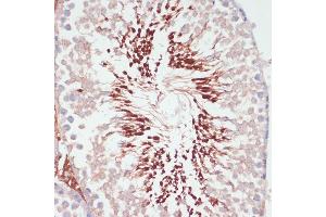 Immunohistochemistry of paraffin-embedded rat testis using PGK2 antibody (ABIN6128431, ABIN6145506, ABIN6145507 and ABIN6216775) at dilution of 1:100 (40x lens). (PGK2 抗体  (AA 242-360))