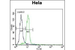 UBE3A Antibody (C-term) (ABIN388925 and ABIN2850432) flow cytometric analysis of Hela cells (right histogram) compared to a negative control cell (left histogram).