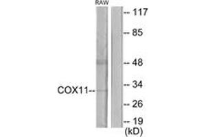 Western blot analysis of extracts from RAW264. (COX11 抗体  (AA 51-100))